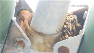 紅綠燈遭2千隻蜜蜂盤據　斗笠偽蜂巢捕捉