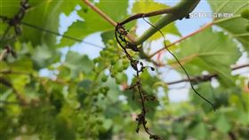 天氣太熱葡萄芽乾枯脫落 產量減一半果農苦
