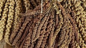 台東中毒案  食餘小米農藥含量最高台東12名民眾食用小米粽中毒，其中3人死亡，目前尚有6人住院。衛福部檢驗食餘結果，小米的農藥含量「托福松」最高。圖為採收後的小米。中央社記者盧太城台東攝  113年9月20日