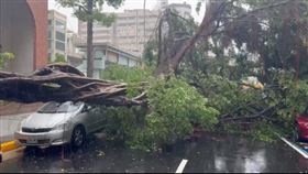 北市路樹倒塌。（圖／翻攝畫面）