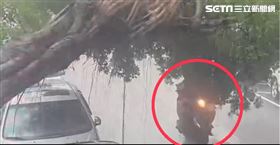 北市路樹倒塌，騎士驚險通過。（圖／翻攝畫面）