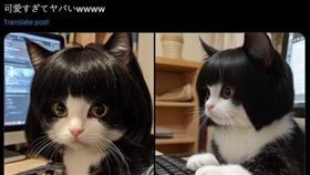 超萌「短髮大眼貓咪」撞臉玉女歌星！觀看數破1600萬：性感＋可愛