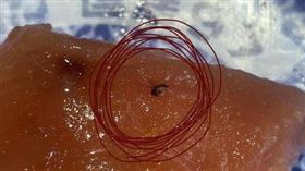 民眾到連鎖壽司店用餐，發現餐點有飛蟲，店員硬拗是海苔。(圖/翻攝爆料公社二社臉書)
