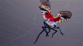 美國俄亥俄州因斑衣蠟蟬入侵，造成多處蟲害。（圖／達志／美聯社）