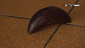 A擲立筊關殿1200