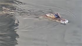 屏東萬丹鄉溪流有鱷魚出沒屏東萬丹鄉崙頂社區溪流發現有鱷魚出沒，縣府農業處獲報派員前往，以雞誘捕纏鬥3小時成功捕捉。（農業處提供）中央社記者李卉婷傳真  113年9月23日