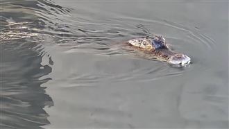 高屏溪有5隻鱷魚？屏農業處：未有通報