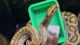 彰化鄉鎮驚見「緬甸蟒」！身長最高可達7公尺　無人領回9／30開放認養。彰化縣動物防疫所