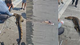 高屏溪,萬丹鄉,凱門眼鏡鱷,捕捉,屏東縣農業處