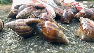 外籍男意識不清躁動　竟是「寄生蟲鑽腦」