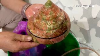 龍宮貝一顆上看百萬！買家12萬成交盼放生