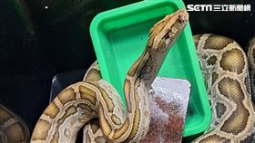 彰化,動物防疫所,緬甸蟒,認領,寵物蛇（圖／翻攝畫面）