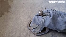 台南,小吃店,眼鏡蛇