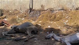 PETA調查揭埃及旅遊黑幕：金字塔馬匹遭榨乾丟垃圾場。（圖／翻攝自PETA ASIA網站）