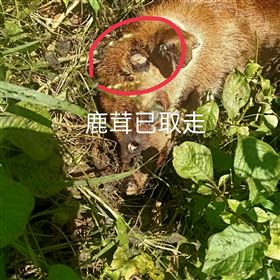 盜獵者橫行，在住宅區旁就直接開槍，射殺梅花鹿並割下鹿茸，居民循惡臭找到眼球白化的乾屍。（圖／翻攝自爆料公社）
