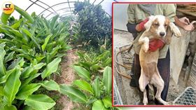 年死百隻狗…殘忍囚籠藏溫室　「月賺20萬」血腥屠宰場直擊