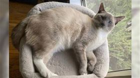 美國加州一隻暹羅貓「彩虹」（rainbow）在黃石國家公園（Yellowstone National Park）露營時意外走丟，沒想到竟在61天後跋涉1000多英里（约1609公里）順利返家。（圖／Facebook／Placer SPCA）