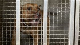 比特犬,咬死人,新竹縣,（圖／翻攝畫面）