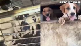 女非法屠宰場虐百狗賣肉　前夫大義滅親舉報