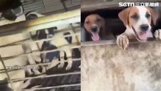 前妻非法「屠狗賣肉」　男大義滅親舉報