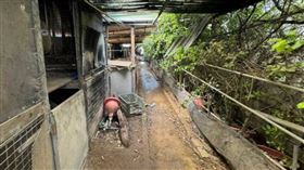 范女接手前夫農場後自己當起屠夫，直接在場內揮刀殺狗，其「口碑」更是遠近皆知