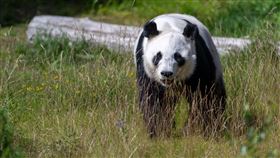 兩隻大貓熊現在居住在艾赫泰里動物園（Ahtari Zoo）。（圖／翻攝自Ähtärin Eläinpuisto粉專）
