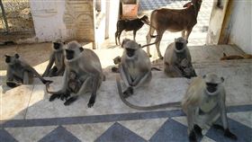 猴群(示意圖／PIXABAY)