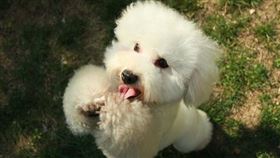 ▲比熊犬（圖／翻攝自pixabay）