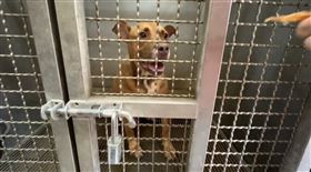 尖石,比特犬,咬死,監禁,竹縣動保所長彭正宇（圖／翻攝畫面）