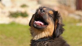 ▲狗（圖／翻攝自pixabay）