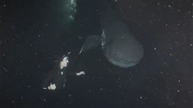 潛水員近距離目睹巨口鯊，影片曝光後引發外界關注。（翻攝YT頻道「IFLScience」）