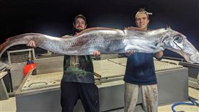 皇帶魚 翻攝臉書