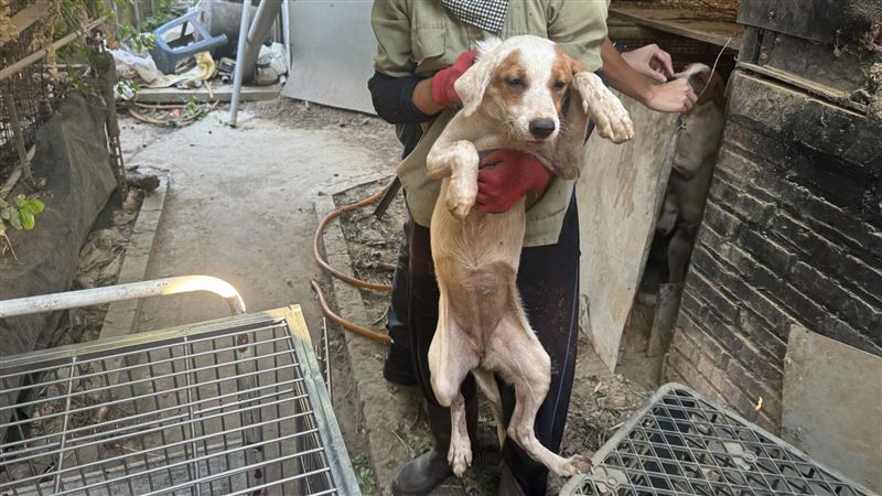 印尼頒狗肉禁令　民嗆：上帝創造狗讓人吃