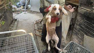 印尼頒狗肉禁令　民嗆：上帝創造狗讓人吃