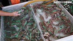 螃蟹,沙母,海鮮,現撈,海產,魚缸,熱炒店（圖／記者李鴻典攝影）