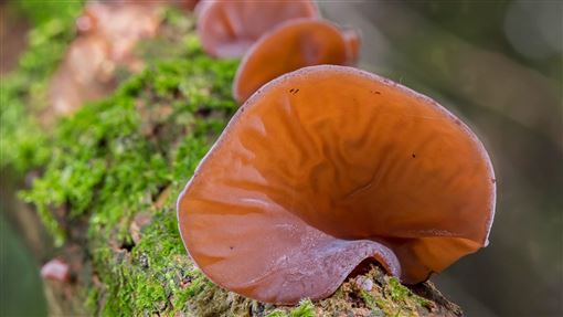 黑木耳降血糖、抗癌！加1物抗失智效果增