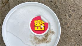 比水母還毒！沙灘驚見「藍海龍」　專家籲：小心周圍有大軍（圖／翻攝自Cape Hatteras National Seashore臉書）