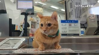 浪貓的逆襲！高捷「蜜柑」年吸金估破千萬