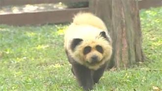 這隻熊貓好詭異！近看嚇傻　動物園仍狡辯