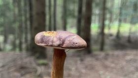 夏末秋初 捷克人熱衷採蘑菇夏末秋初時是捷克的蘑菇季節，「採蘑菇」成為捷克人的全民運動。捷克人從小就學會辨別蘑菇有毒無毒，到森林中採摘蘑菇後，再把蘑菇做成料理，飽餐一頓。中央社記者劉郁葶布拉格攝  113年8月28日