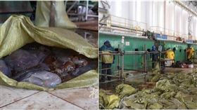 受極端氣候影響，中國華東最大的火力發電廠「浙能嘉興發電廠」遭遇「水母入侵危機」。。（圖／翻攝橙柿互動）