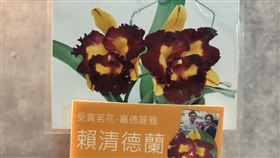 台南山上花園水道博物館蘭展 「賴清德蘭」參展台南山上花園水道博物館將於10月10日至14日舉辦館慶蘭花大展，由台南蘭農育種、名命的「賴清德蘭」將參展。（蘭科植物園提供）中央社記者楊思瑞台南傳真  113年9月29日