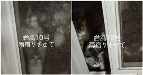日本一名網友日前分享，颱風天他打開門窗讓流浪貓進門躲雨，怎料客廳卻被10多隻浪貓擠爆。（圖／擷取自TikTok／@zzz09555）

