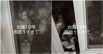 颱風天讓浪貓進屋躲！開門「親友全湧入」