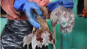 海蜇潮襲浙江發電廠