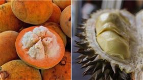 兩度被除名！山陀兒「2前身曾釀重災」遭改名　最早叫榴槤（組合圖／翻攝自維基百科,PIXABAY）