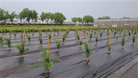 山陀兒颱風,應變措施,宜蘭,花蓮,農作