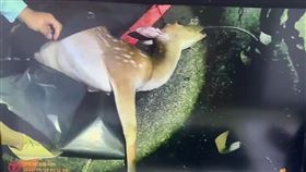 日前有民眾PO網爆料，墾丁地區盜獵者橫行，夜間四處搜捕梅花鹿，還囂張在民宅旁直接開槍射殺梅花鹿。屏東縣恆春警分局今天（29日）凌晨查獲一起梅花鹿盜獵案，於小貨車內查扣2把獵槍及梅花鹿屍體1頭，4名嫌犯訊後已被移送法辦。