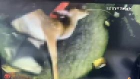 L逮墾丁獵鹿2400