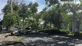 台中,大肚,路樹,傾倒（圖／翻攝畫面）